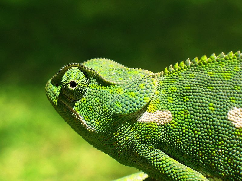 Chameleon. By no machine-readable author provided. Ridard assumed (based on copyright claims). [GFDL (http://www.gnu.org/copyleft/fdl.html), CC-BY-SA-3.0 (http://creativecommons.org/licenses/by-sa/3.0/) or CC BY-SA 2.5-2.0-1.0 (http://creativecommons.org/licenses/by-sa/2.5-2.0-1.0)], via Wikimedia Commons