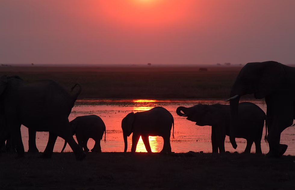 Elephants at dusk, Chobe National Park, Botswana. Photo: Jessica Groenendijk