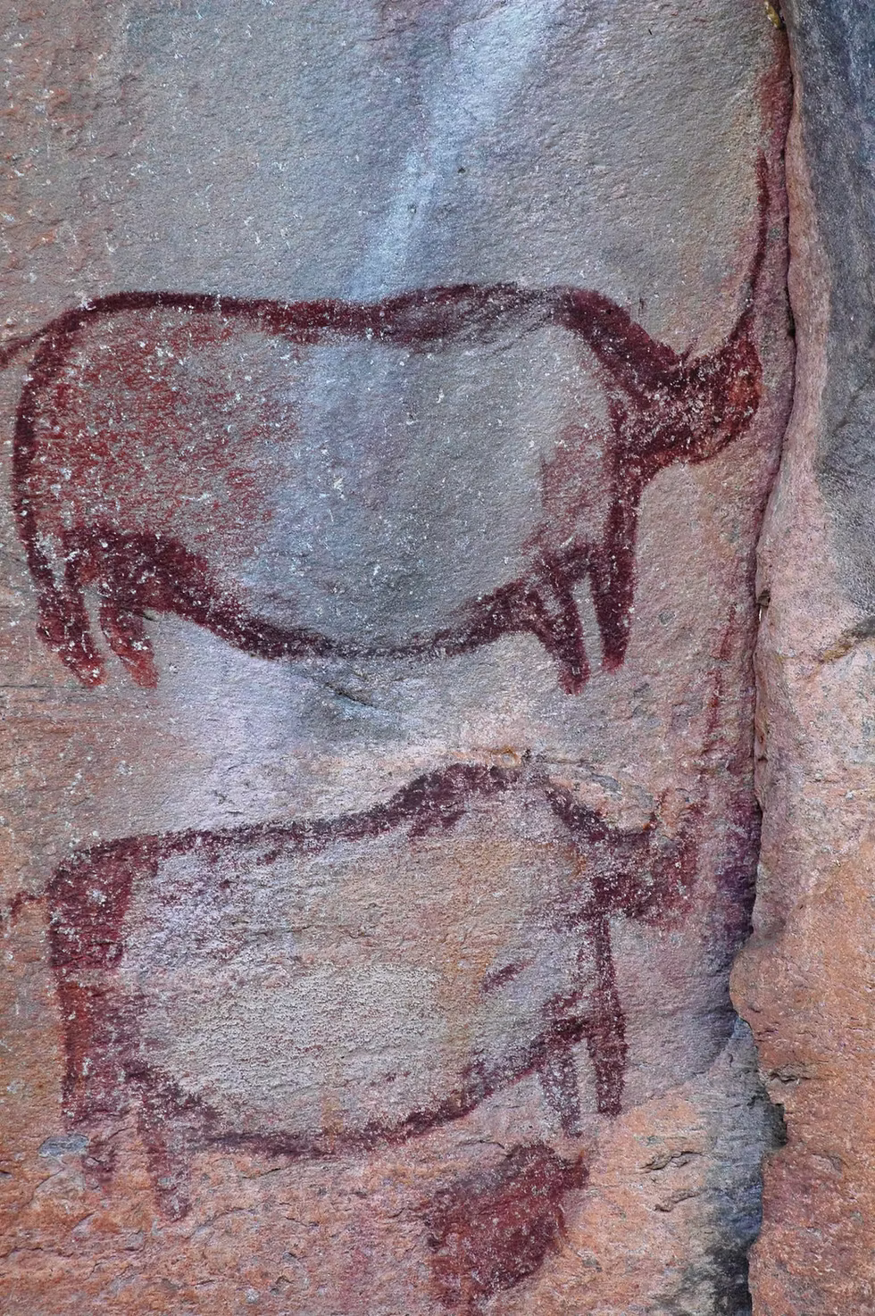 My favourite rock art, of two rhinos, in Tsoldilo Hills. Photo: Jessica Groenendijk