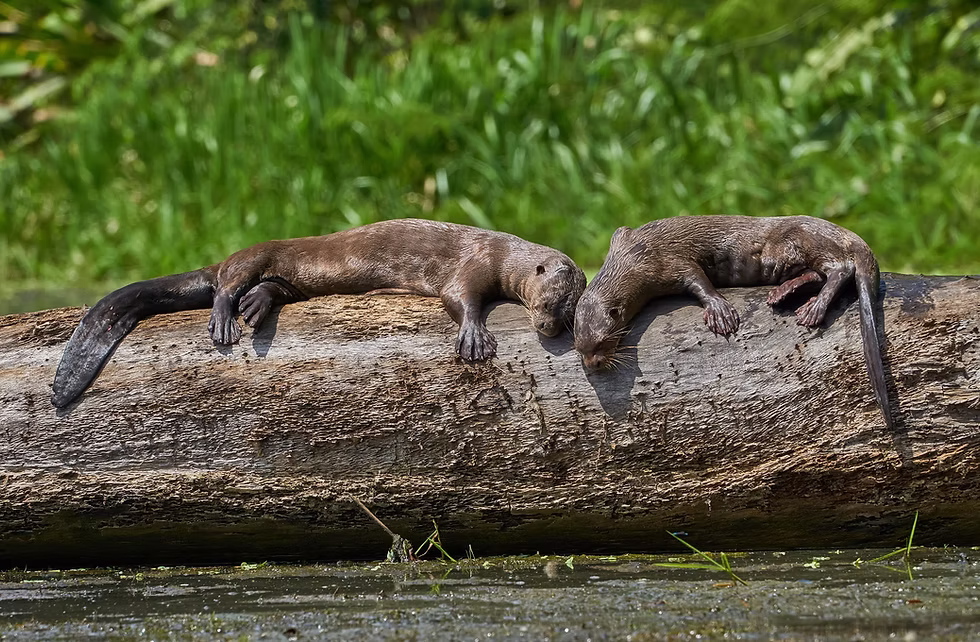Giant otters, Cocha Cashu, Manu National Park. Photo: Jessica Groenendijk