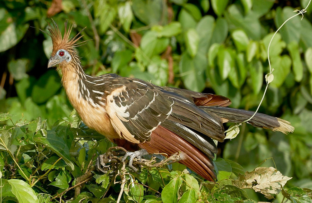 Hoatzin, Manu National Park, Peru. Photo: Jessica Groenendijk, Words from the Wild