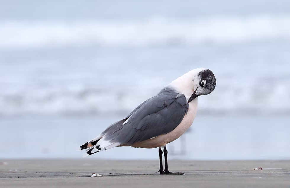 Franklin's gull preening, Paracas National Reserve, Peru. Photo: Jessica Groenendijk