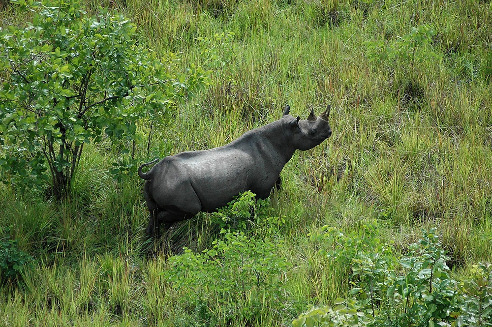 Buntungwa photographed from a helicopter. Photo: Jessica Groenendijk
