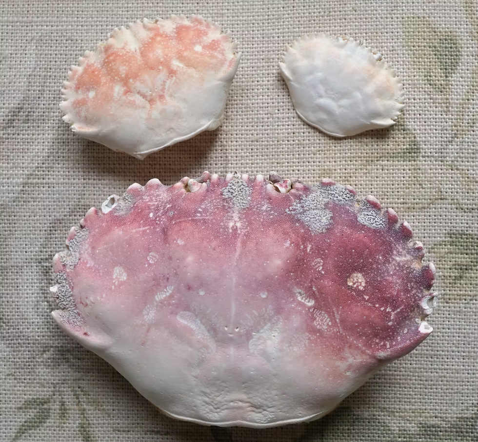 Crab carapaces. Photo: Jessica Groenendijk, Words from the Wild