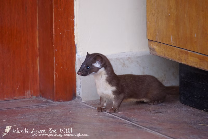 Wild long-tailed weasel. Photo: Jessica Groenendijk