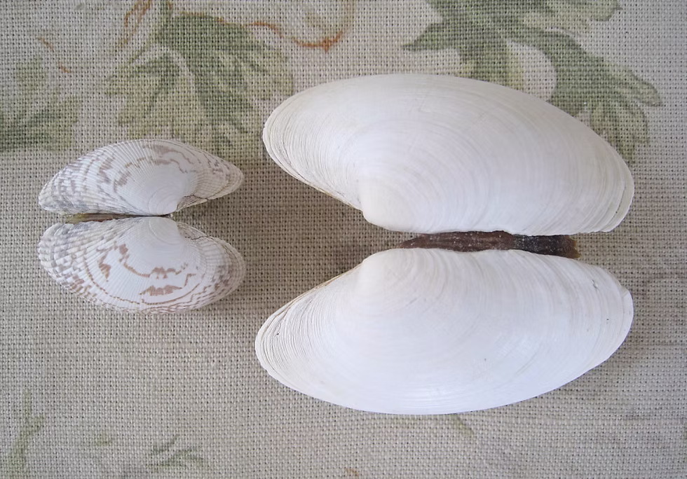 Clam shells. Photo: Jessica Groenendijk, Words from the Wild