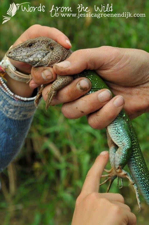 Ameiva lizard