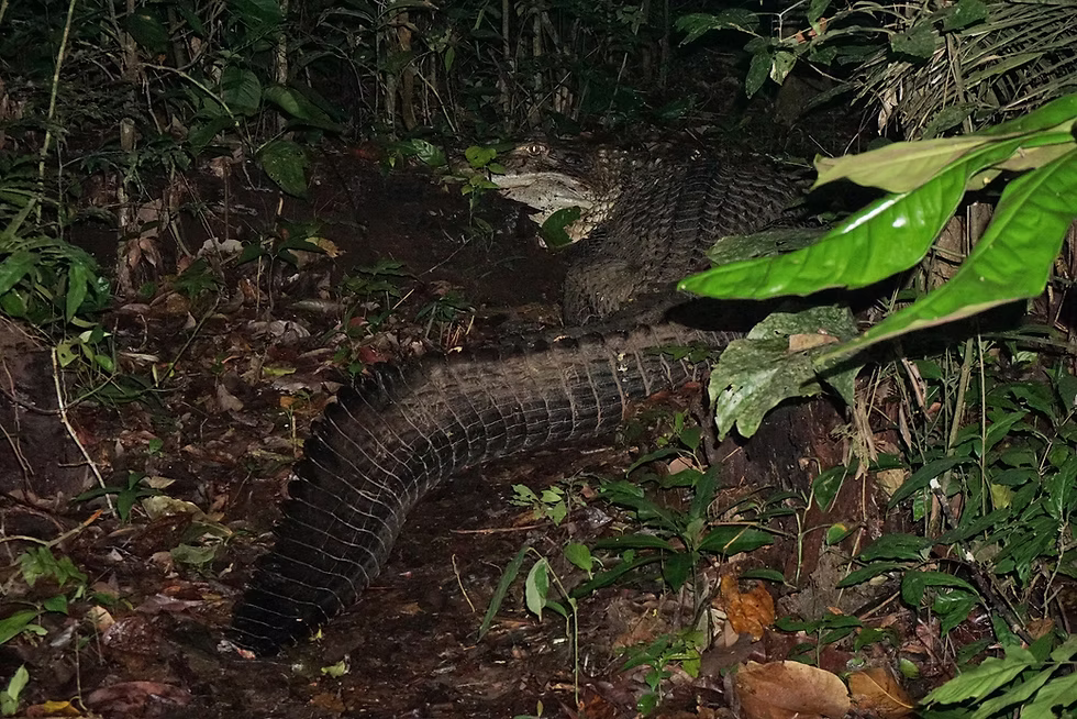 Black caiman, Cocha Cashu, Manu National Park, Peru. Photo: Jessica Groenendijk, Words from the Wild