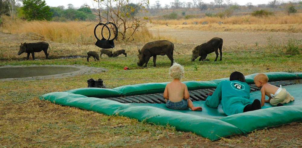 Warthog family. Photo: Jessica Groenendijk