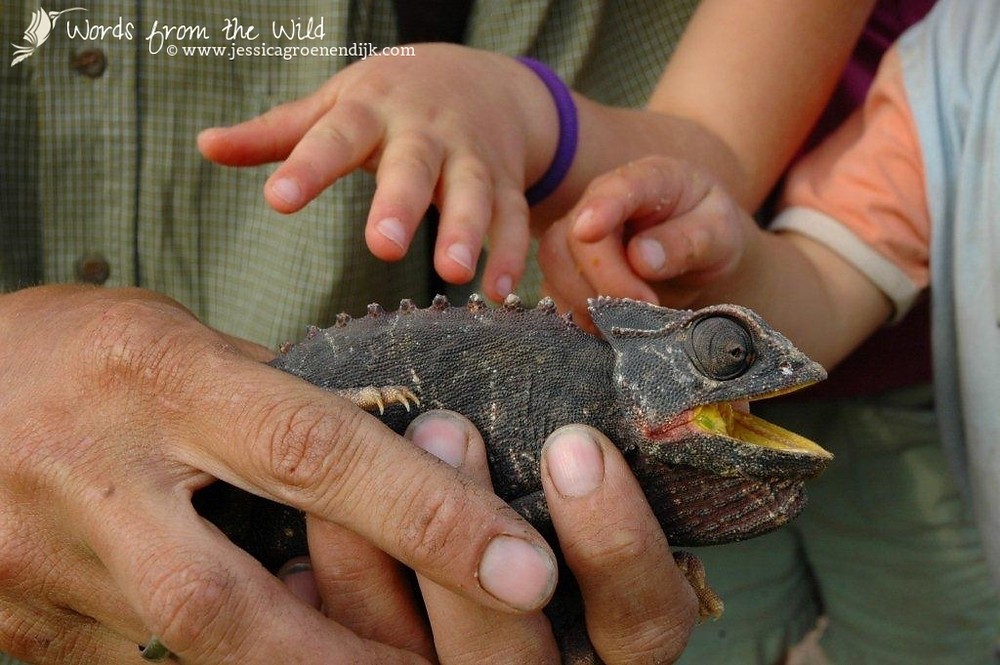Namaqua chameleon