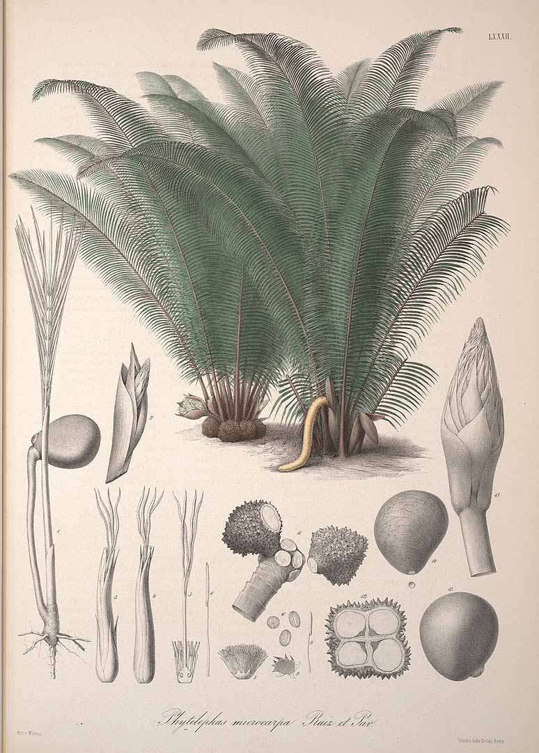 By Karsten, K.W.G.H. [Public domain], via Wikimedia Commons