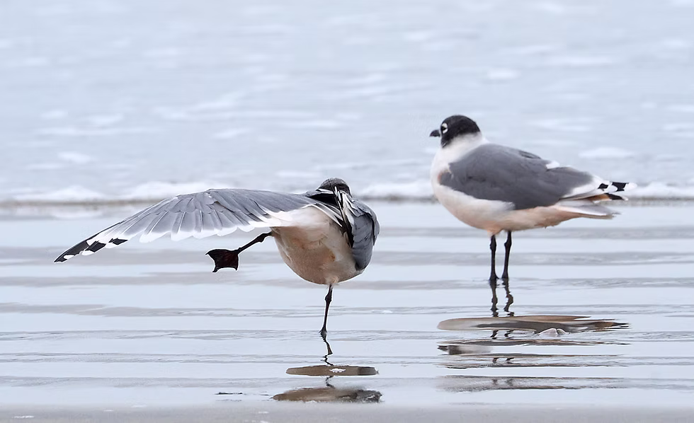 Franklin's gulls, Paracas National Reserve, Peru. Photo: Jessica Groenendijk