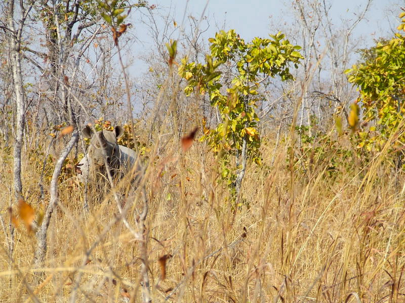 Peekaboo! An alert Buntungwa. Photo: Jessica Groenendijk