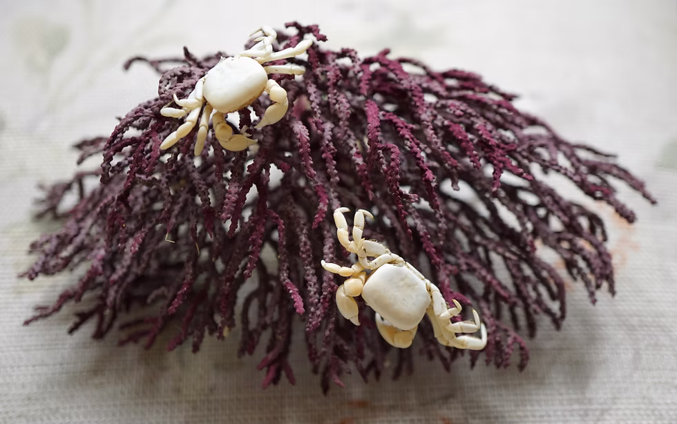 White crabs. Photo: Jessica Groenendijk, Words from the Wild