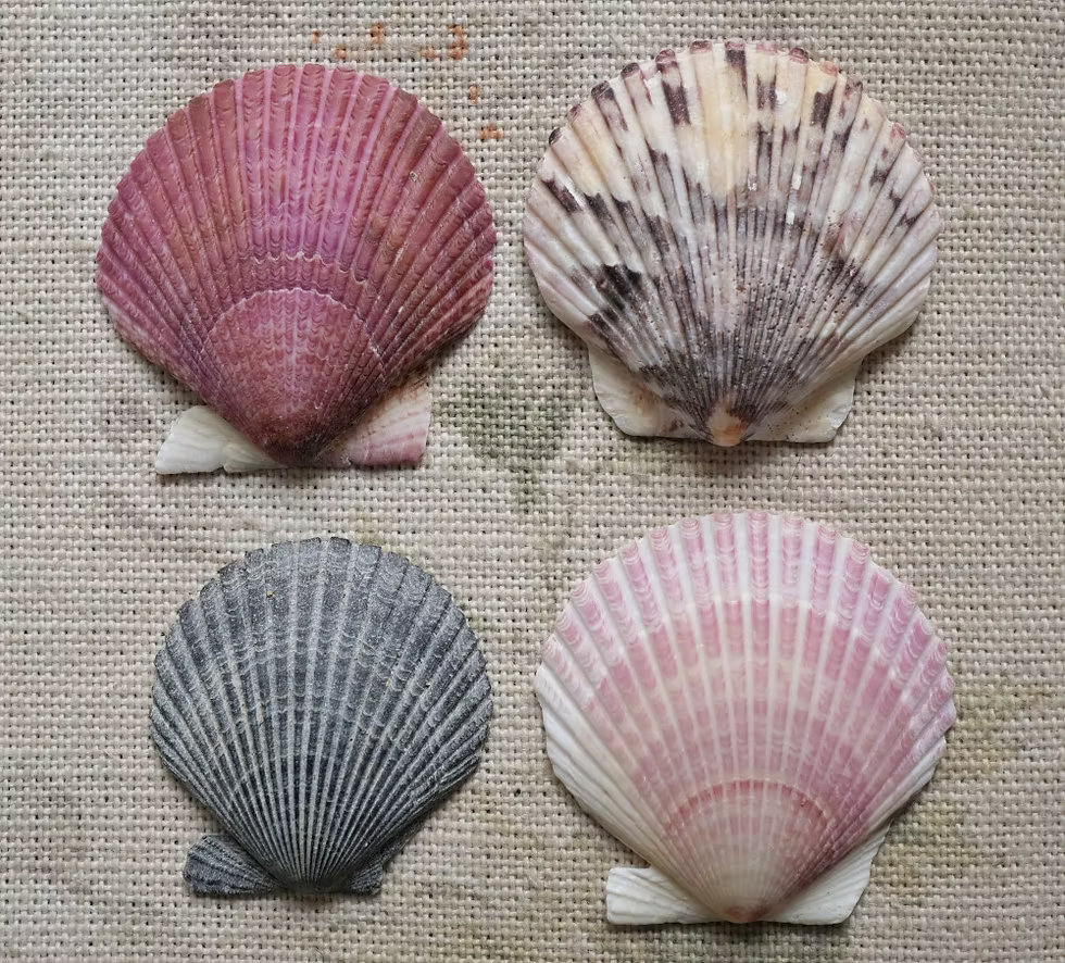 Scallop shells. Photo: Jessica Groenendijk, Words from the Wild