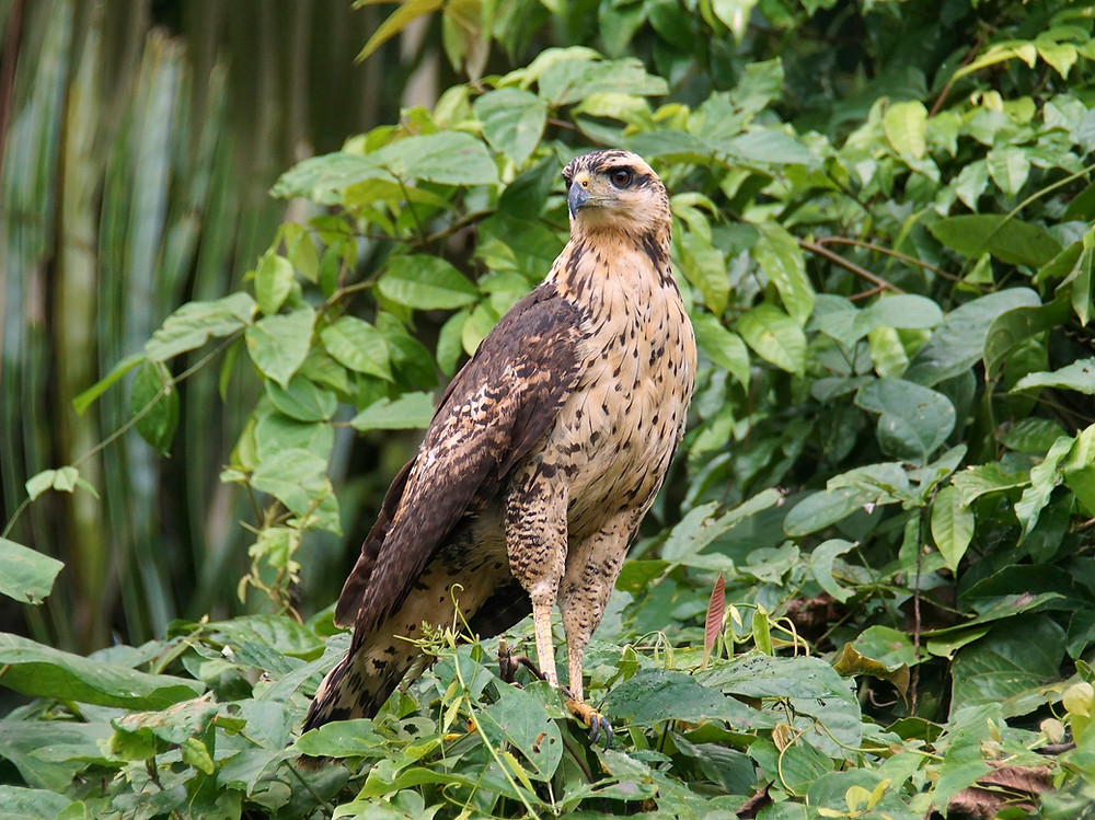 Juvenile great-black hawk, Cocha Cashu, Manu National Park, Peru. Photo: Jessica Groenendijk, Words from the World