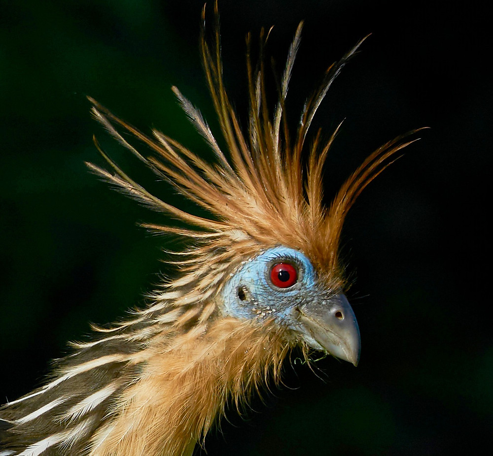 Hoatzin, Manu National Park, Peru. Photo: Jessica Groenendijk, Words from the Wild