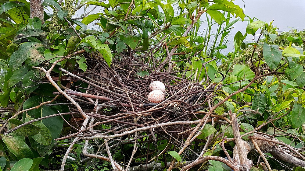 Hoatzin nest, Cocha Cashu, Manu National Park, Peru. Photo: Jessica Groenendijk, Words from the Wild
