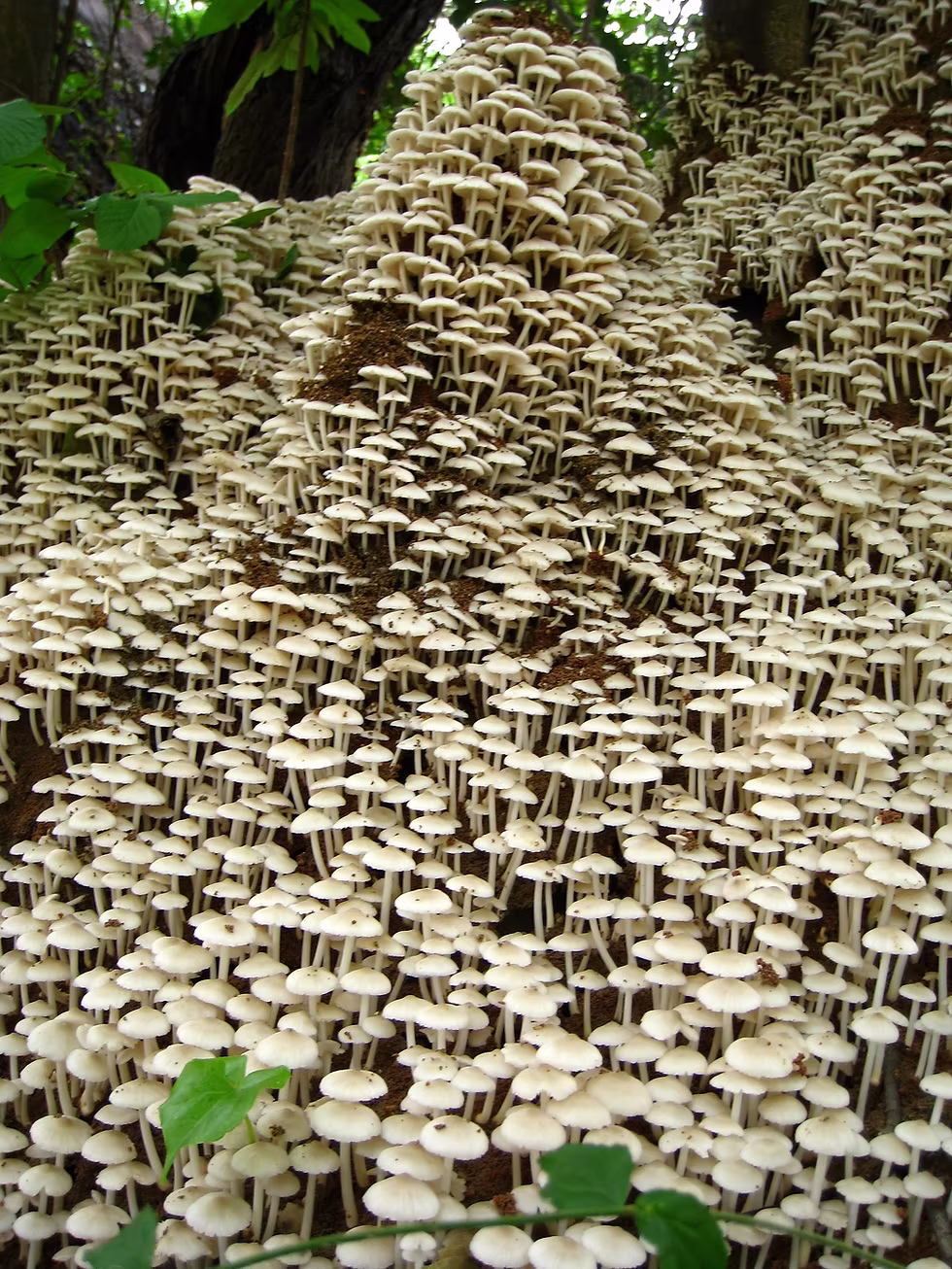 Kasanka mushrooms. Photo: Jessica Groenendijk