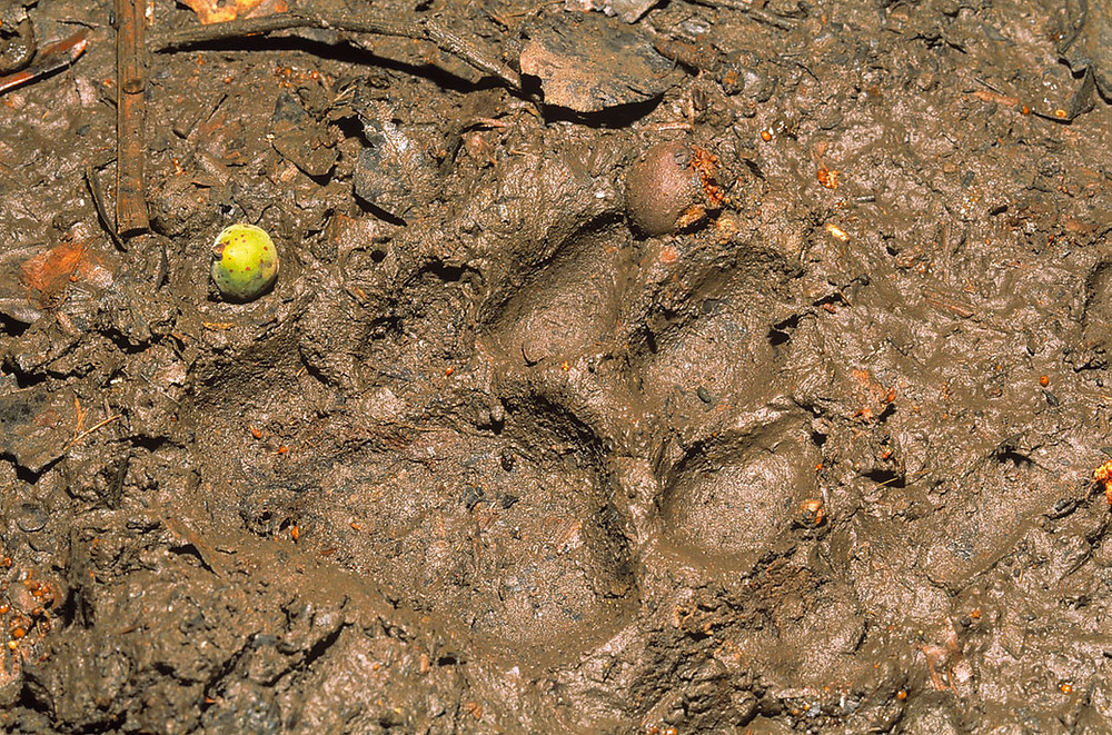 Jaguar track, Manu National Park, Peru. Photo: Jessica Groenendijk