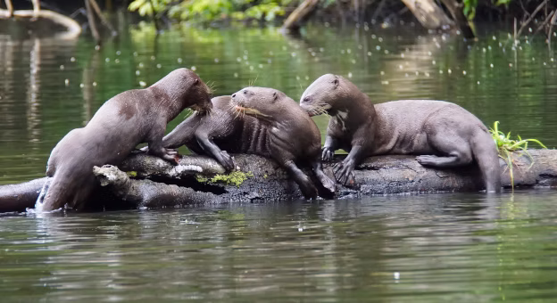 The endangered giant otter. Photo: Jessica Groenendijk, Words from the Wild