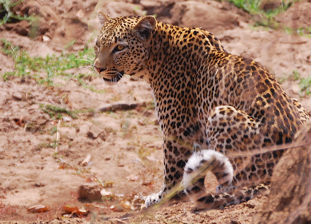 Leopard. Photo: Carlos Hajek
