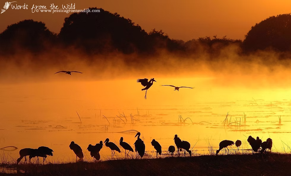 Dawn on the Busanga Plains, Kafue National Park, Zambia.