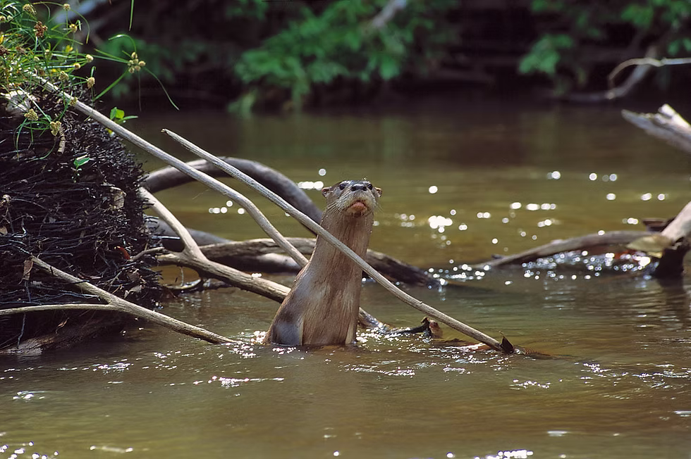 Neotropical otter, Manu National Park, Peru. Photo: Frank Hajek