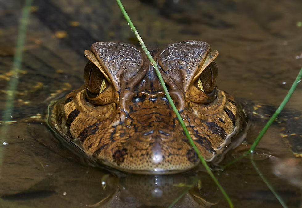Young black caiman, Manu National Park, Peru. Photo: Jessica Groenendijk, Words from the Wild