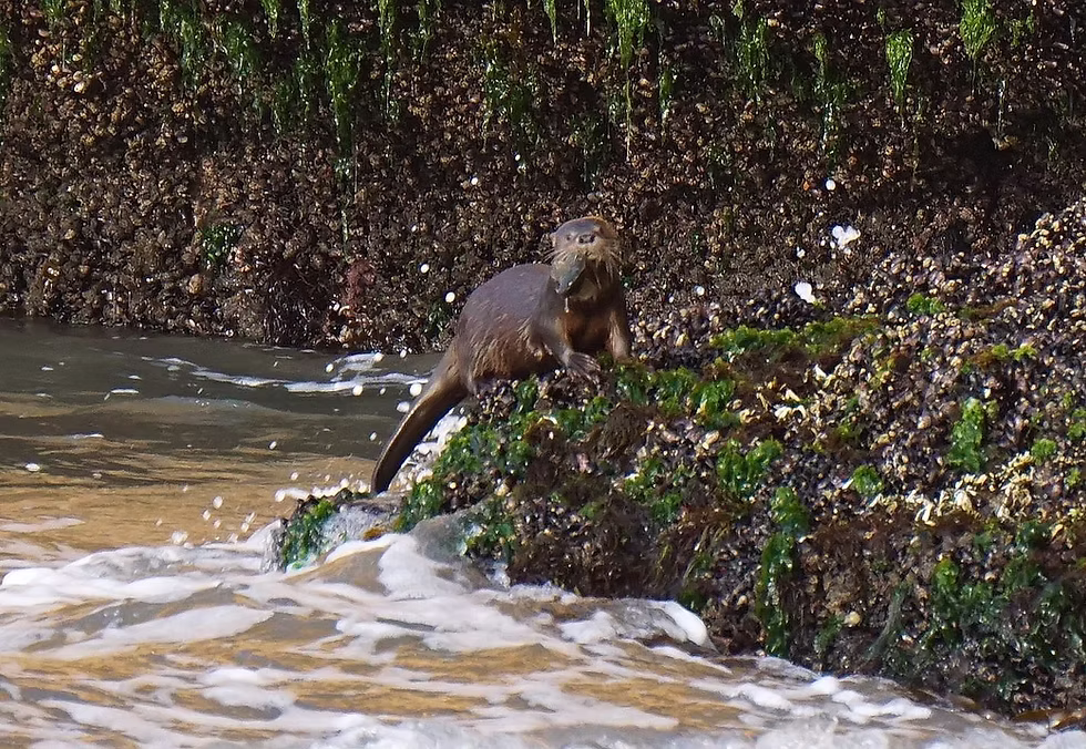 Marine otter (Lontra felina) with fish, Peru. Photo: Jessica Groenendijk